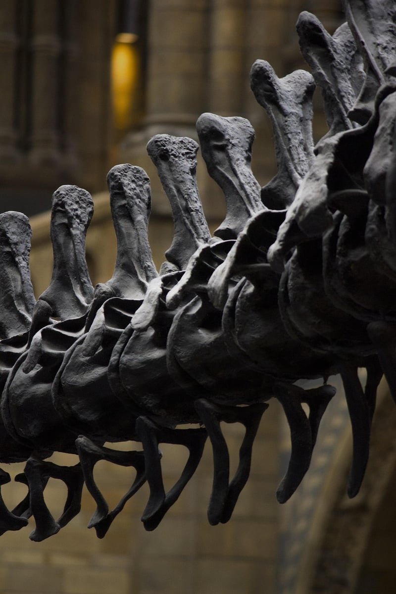 Museum Exhibits